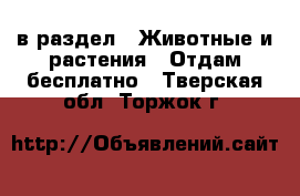  в раздел : Животные и растения » Отдам бесплатно . Тверская обл.,Торжок г.